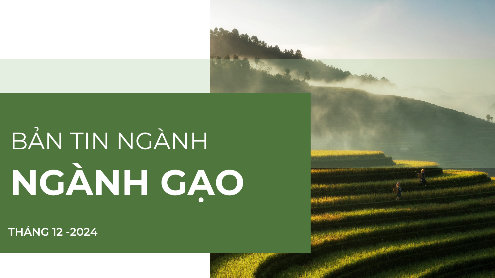 [BẢN TIN NGÀNH] Gạo - Tháng 12/2024